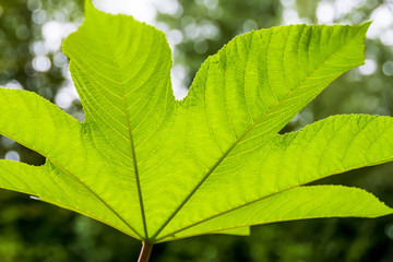 Underside glowing leaf