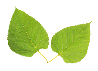 Beautiful green leafs isolated on white