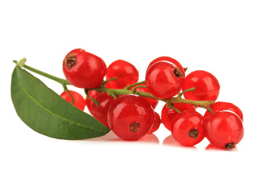 Branch of red currant isolated on white