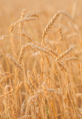 gold ears of wheat under sky