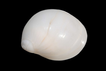 Dorsal view of a shell of Caribbean Milk Moon