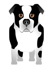 Fototapeta premium Dog