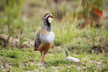 Red-legged partridge, Alectoris rufa