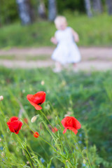 Wild poppies and little child