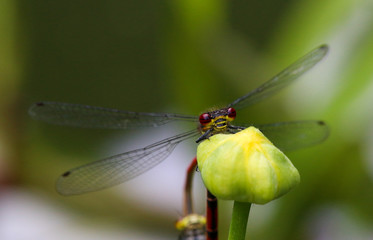 Large Red Damsefly (Male) – Pyrrhosoma nymphula