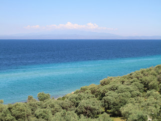 Olive groove by the aegean sea