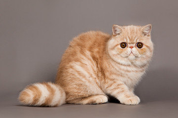 cat on grey background