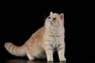 Exotic Persian cat on black background