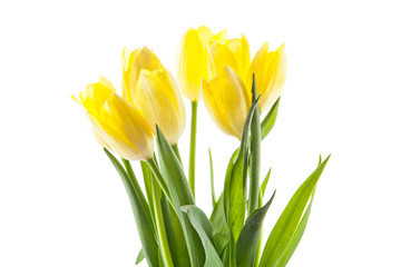 tulips isolated on white background. colors