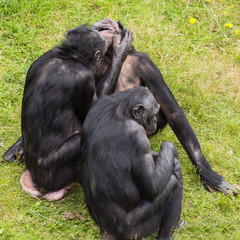 Bonobo apes