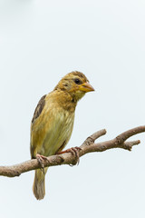 Female Baya Weaver (Ploceus philippinus) on the tree