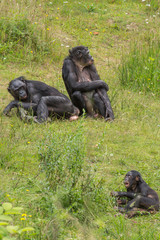 Groep Bonobo apen