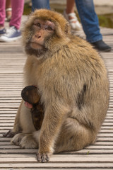 Obraz premium Berberaap (Macaca sylvanus)