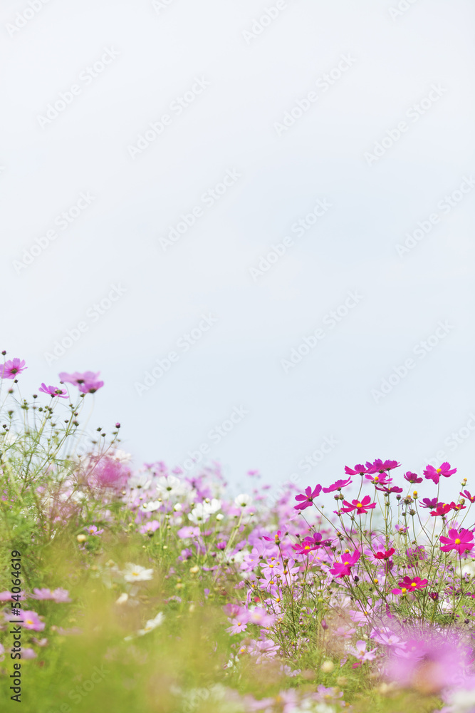 Wall mural cosmos flowers
