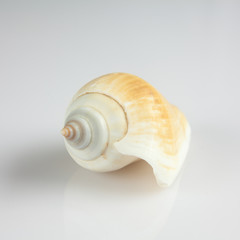 schell on whitegrey background