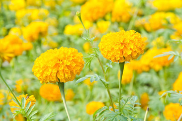 Yellow Flower, Marigold