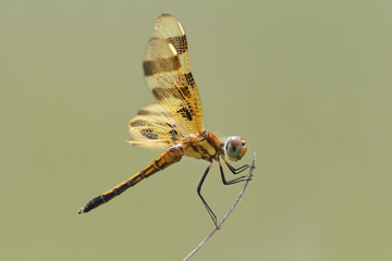 Female Halloween Pennant - Grand Bend, ON