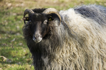 Longhaired sheep