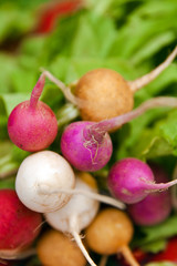 Radishes in Union square Market fresh food market, New York