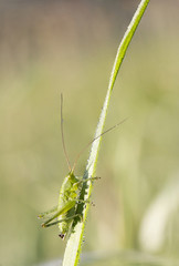Wet grasshopper on a plant straw