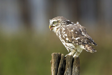 Little owl