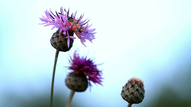 Zygaena insect on the flower (cirsium arvense)
