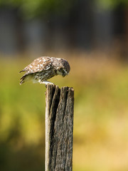 Little Owl looking down