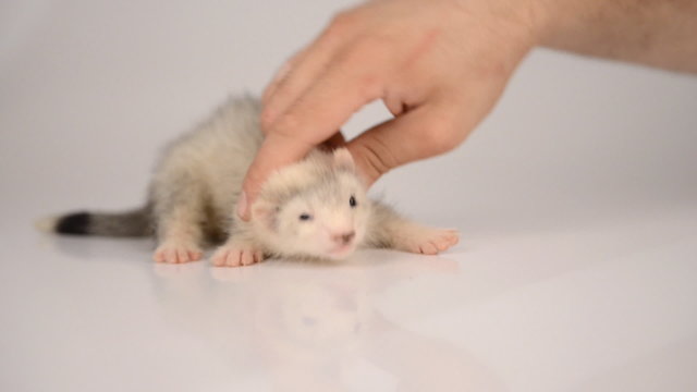 small gray puppy ferret playing with human hand