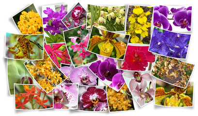 orchidées