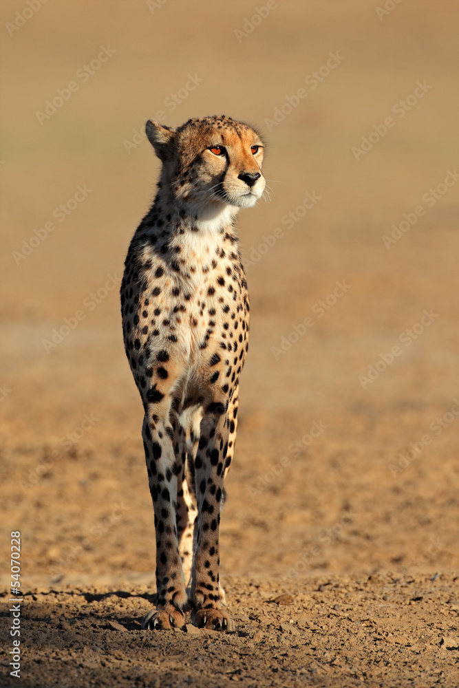 Wall mural Alert cheetah, Kalahari desert