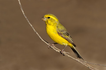 Yellow canary (Serinus mozambicus)