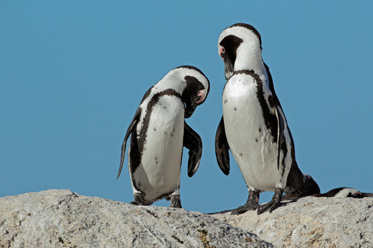 African penguins against a blue sky