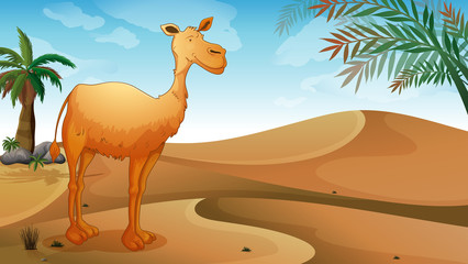 A desert with a lonely camel