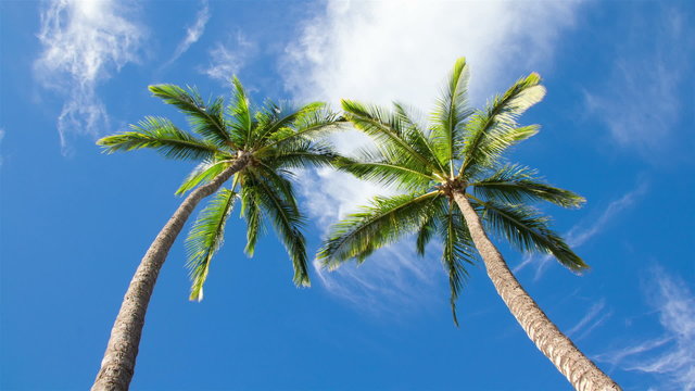 Tropical Palm Trees And Clouds Time Lapse