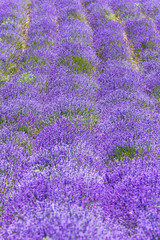 field of lavender