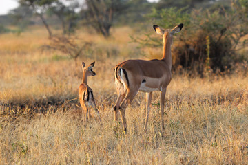 Baby impala with mother