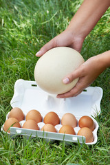 Pack of eggs and ostrich egg in woman hands