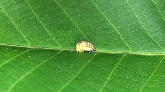 Ladybug larva metamorphosis timelaps