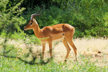 Male impala