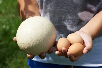 Fotobehang Compare chiken and ostrich eggs in woman hands © Sergey Ryzhov