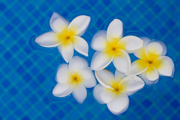 frangipani flowers in blue pool water