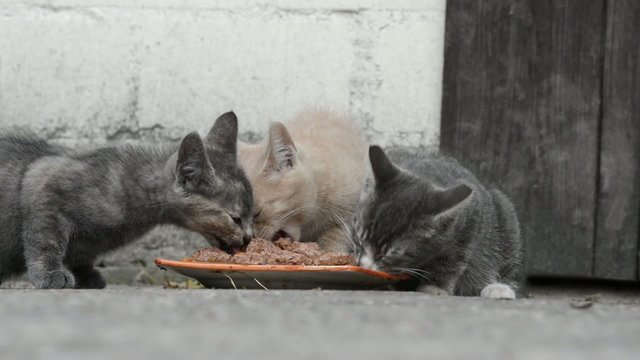 Katzen am fressen