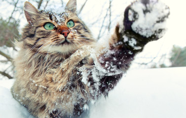 Naklejka premium Cat playing with snow