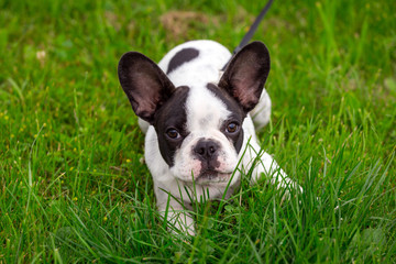 Fototapeta premium French bulldog puppy on the grass