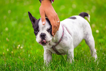 Fototapeta premium French bulldog puppy on the grass