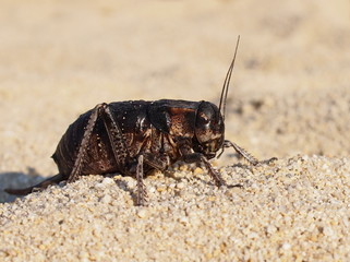 Cricket beetle on sand, Bradyporus dasypus, biggest cricket