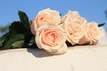 Naklejka premium bouquet of white roses. 