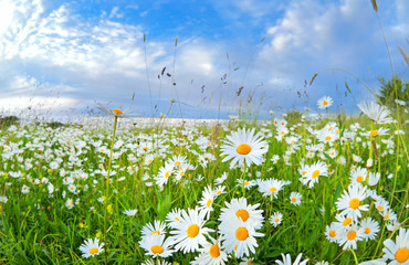 Obrazy na Szkle  wiele kwiatów rumianku nad błękitnym niebem
