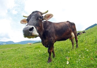 young brown cow grazing in the middle of the alpine meadow in th