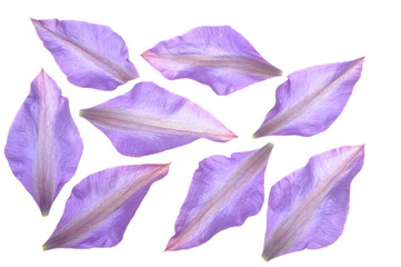 Group of petals of clematis flower isolated on white background
